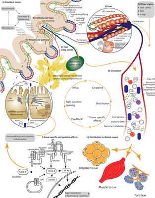 Impaired Intestinal Barrier and Tissue Bacteria: Pathomechanisms for Metabolic Diseases